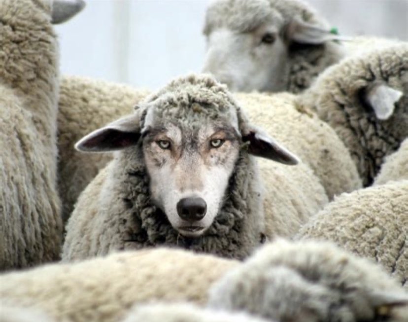Here’s something unpopular:IMO at this point in time, the single greatest threat to followers of Jesus Christ, His Gospel and His Church are the wolves among us. Notice how subtle that wolf is. You have to have eyes wide open to discern who moves among the flock. Devouring.