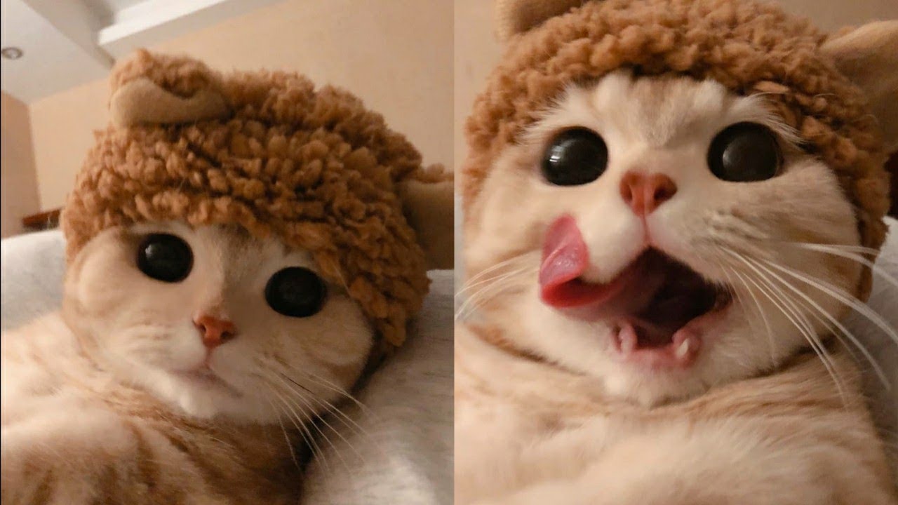 Meow Moe on X: Someone #Posted about an #Angry #Cat #Snapchat #Filter and I was not #Disappointed #Cats #Cat #Kittens #Kitten #Kitty #Pets #Pet #Meow #Moe #CuteCats #CuteCat #CuteKittens #CuteKitten #MeowMoe .