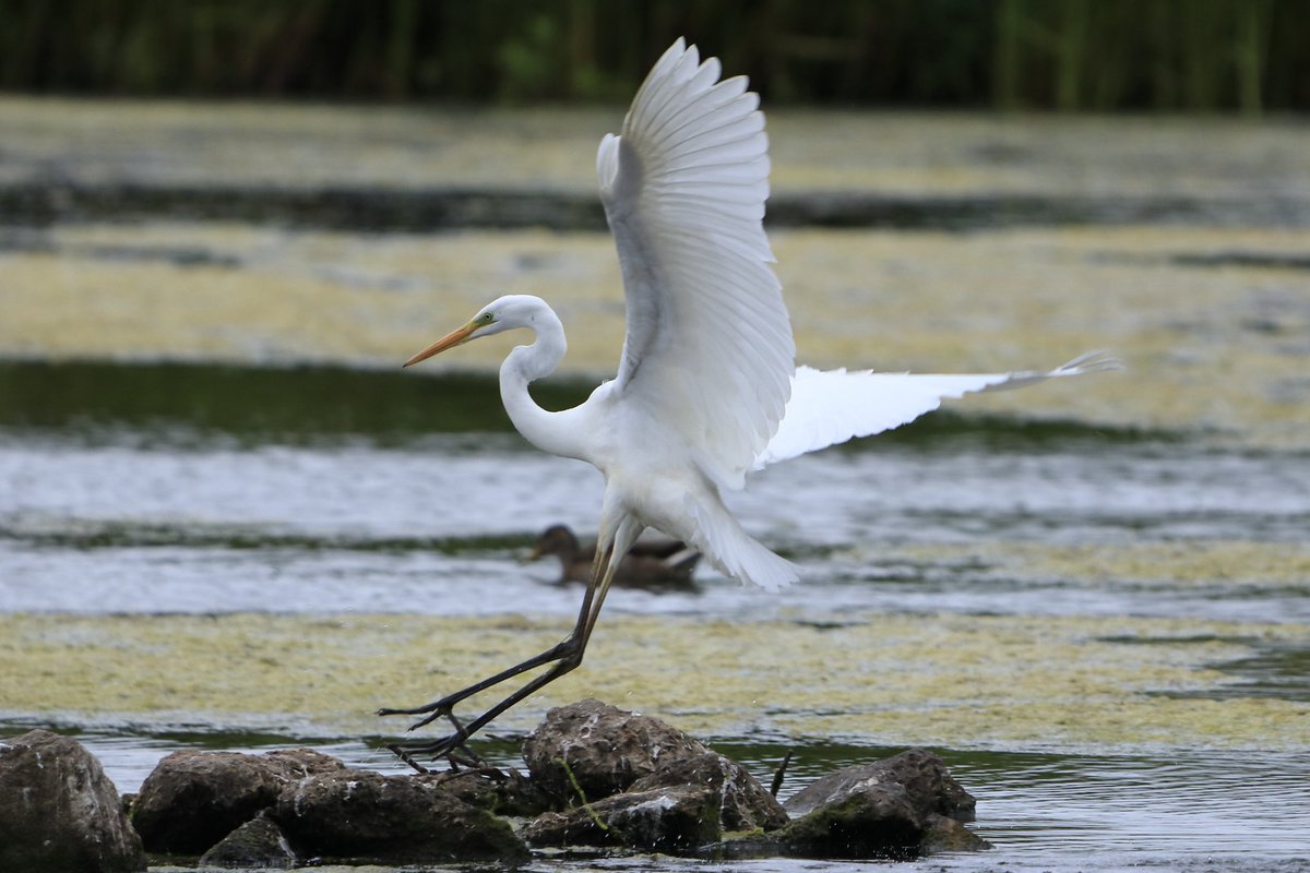 Great White Egret taken from the Peter Scott Hide @WWTLlanelli #TwitterNatureCommunity 🐦