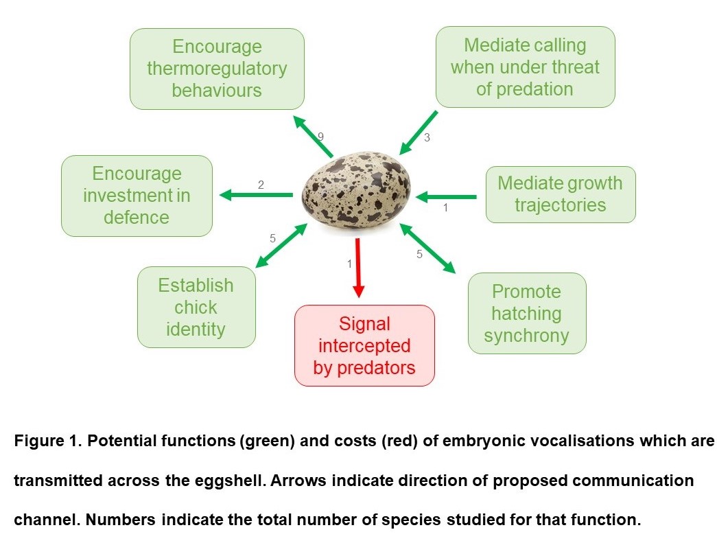 Communication across the eggshell is a two-way street, embryonic calling can influence parental behaviours and parental calling can influence embryos. This communication may serve several important functions but major information gaps remain  #SCBMelb20