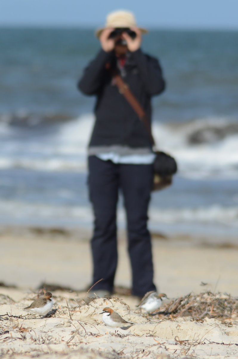 Two major issues faced by  #shorebird populations within  #GreaterMelbourne is egg loss to predatorsand human disturbance‍‍. Understanding how embryonic calling may affect parental care and defence is important because they directly influence egg survival  #SCBMelb20