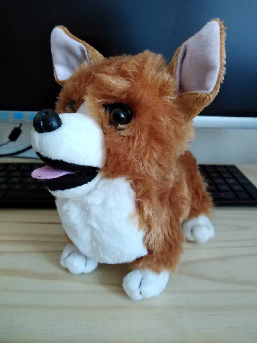 raphaelthecorgi tweet picture
