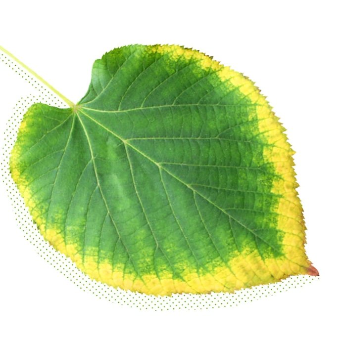 grospire's tweet photo. To know more about Magnesium deficiencies in your plant, click the link below

https://t.co/qBn2WFDeLK

#nutrients #organicgardening #kitchengarden #Grospire https://t.co/nUG7HnJefS