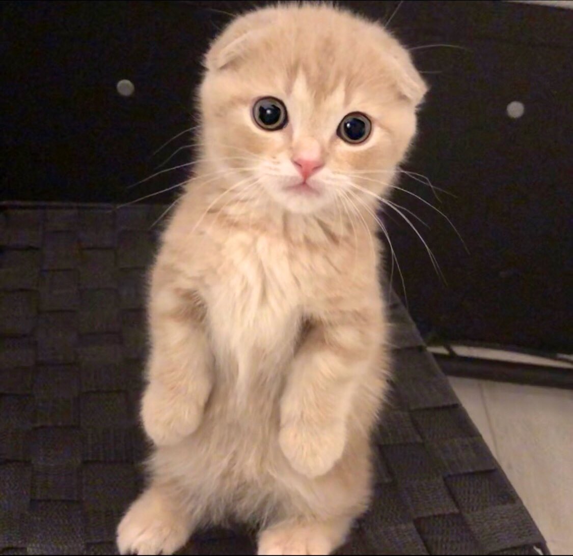 ねおの猫 短足マンチカンよちひこ Cat Yochihiko Twitter