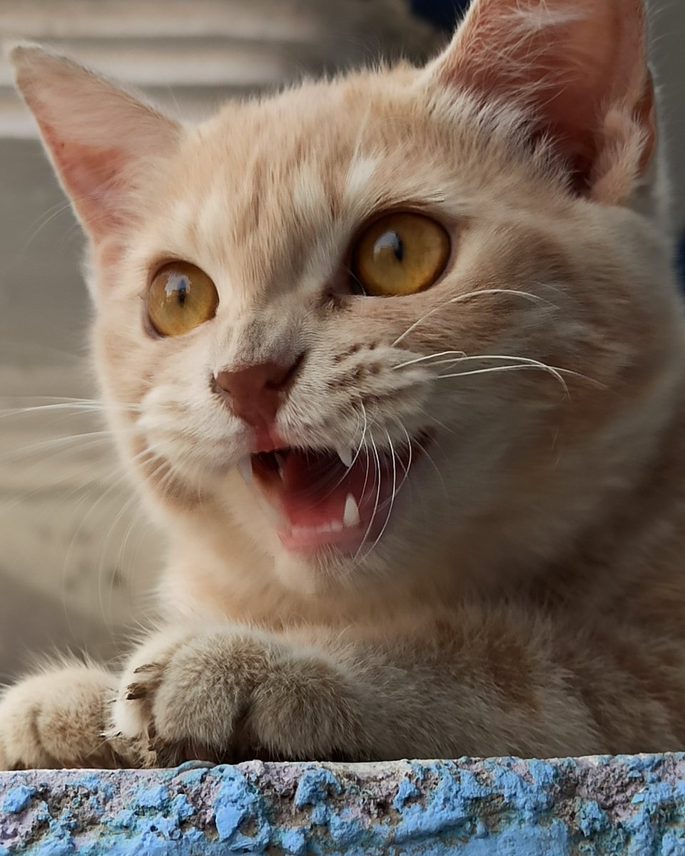 Shafqatamanatfk's tweet photo. #catRoar https://t.co/RJnXu3XfuT