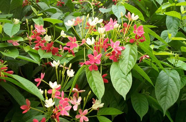 DeepakKGhosh1's tweet photo. Presenting ERC Flora Digest! 
Family combretaceae Flora quisqualis indica. A flora of Darjeeling himalayas and foothills

For details; reach us at info@ercg.in

#savetheplanet  #flora #biodiversity #digest  #ercfoundation #ercgroup
https://t.co/0PUexsBBXn https://t.co/iLQt9vBRcK https://t.co/vkED0AeYhn
