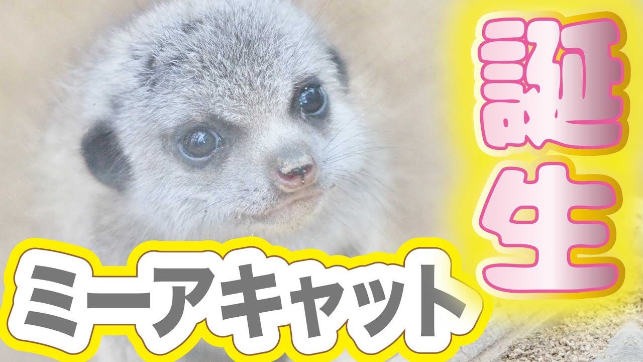ট ইট র 千葉市動物公園 公式 ミーアキャットの赤ちゃんの動画をyoutubeにアップしました Youtube T Co Jvvzhdpmon Youtubeのチャンネル登録をすると 最新の動物たちの動画をいち早く見ることができます チャンネル登録おねがいします 企