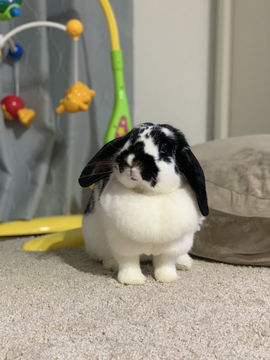 かるびとごまお (@karubi1216) on Twitter photo 