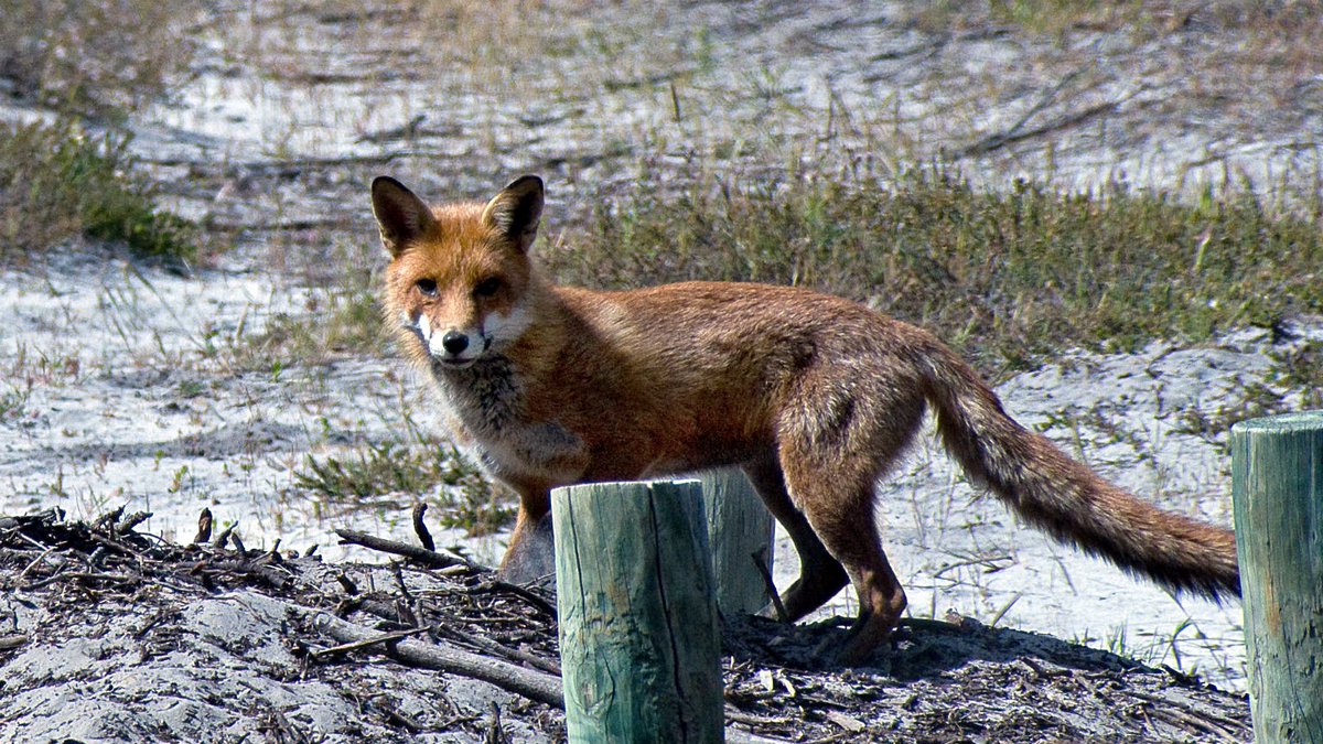 EPLandscapeSA's tweet photo. Every time you see a fox, rabbit, feral cat or some mice, you can report to FeralScan (website or app). Thisβll help us manage these pests https://t.co/x4dSCOFXH0
#eplandscapeboard #feralscan #foxes #rabbits #feralcats https://t.co/02eziTh5x4