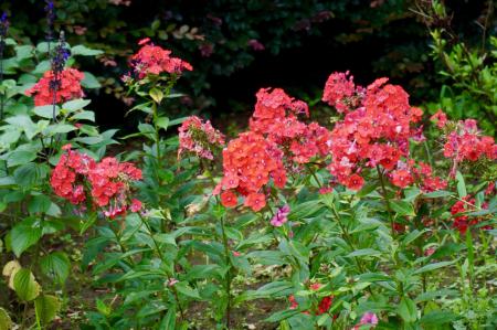 jhbotanicgarden's tweet photo. もう少し天気の悪い日が続くようですが、雨が降っていなければ涼しく散策しやすい気候です。
そんな中ですが、園内は夏の花が咲き始めました！

#ルドベキア「ゴールドストラム」
#フロックス
#タイタンビカス https://t.co/myap4c4ysp
