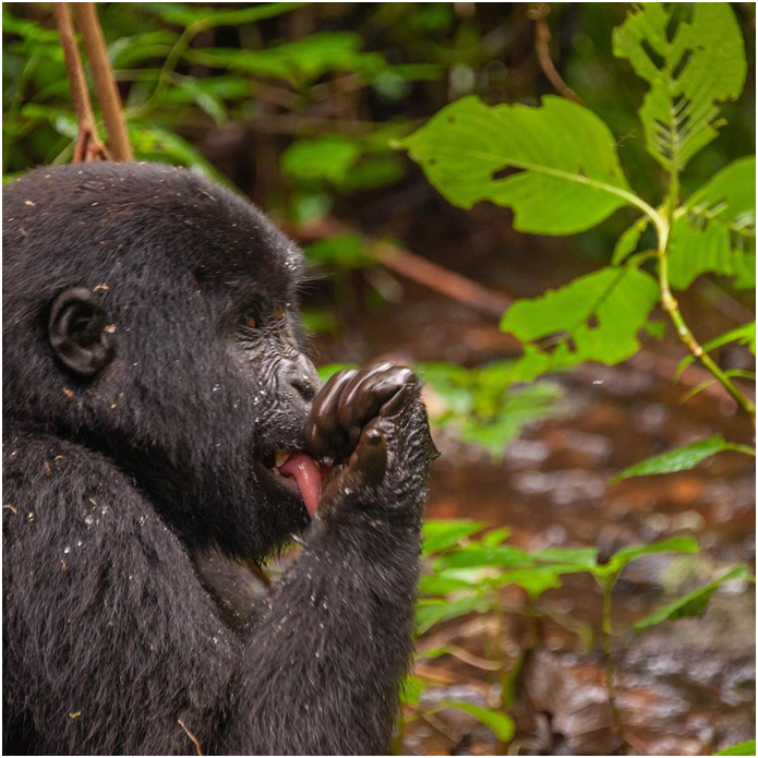 AdventuresFrena's tweet photo. How Cute is mountain gorillas in Bwindi Impenetrable Forest National Park.

#wildlifephotography #uganda #mountaingorilla #animalphotography #bwindiimpenetrableforest #naturelover #naturephotography #natgeoUgandawildlife #touragency #intrepidtravel #bestofUganda #Ugandatourguide https://t.co/kt70kUBm1J