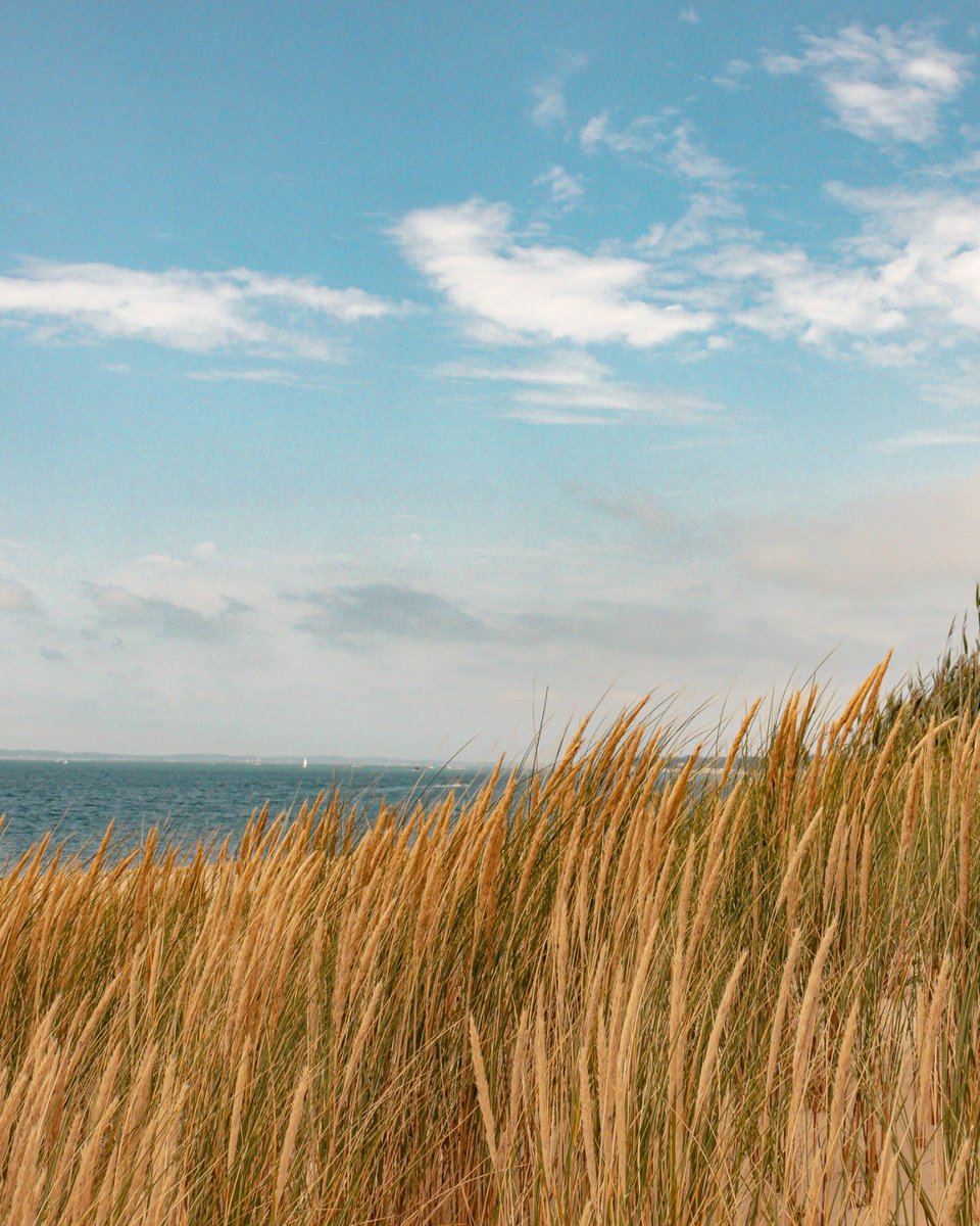 RonGS_'s tweet image. Sur la plage abandonnée ⛱️🦀 #jeudiphoto