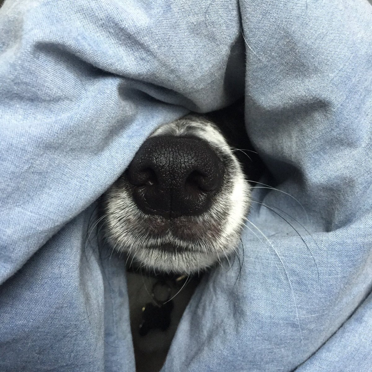 FionaMarilyn's tweet photo. @simplethingsmag please meet Caleb the Border Collie. My mum is a huge fan of The Simple Things. I’d love to see her reaction spotting him! #dogsinblankets 💙 https://t.co/uXgPS7l812