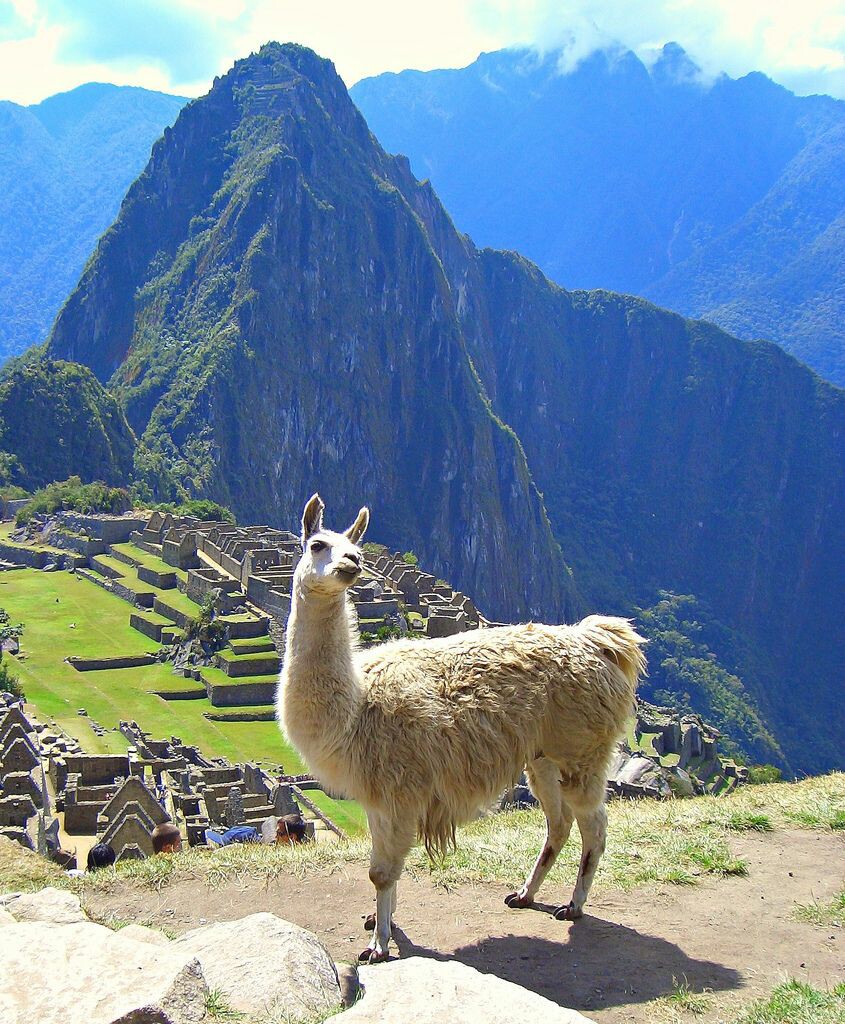 Animal latin. Альпака Мачу Пикчу. Перу лама альпака. Мачу Пикчу ламы. Мачу Пикчу с альпаками.
