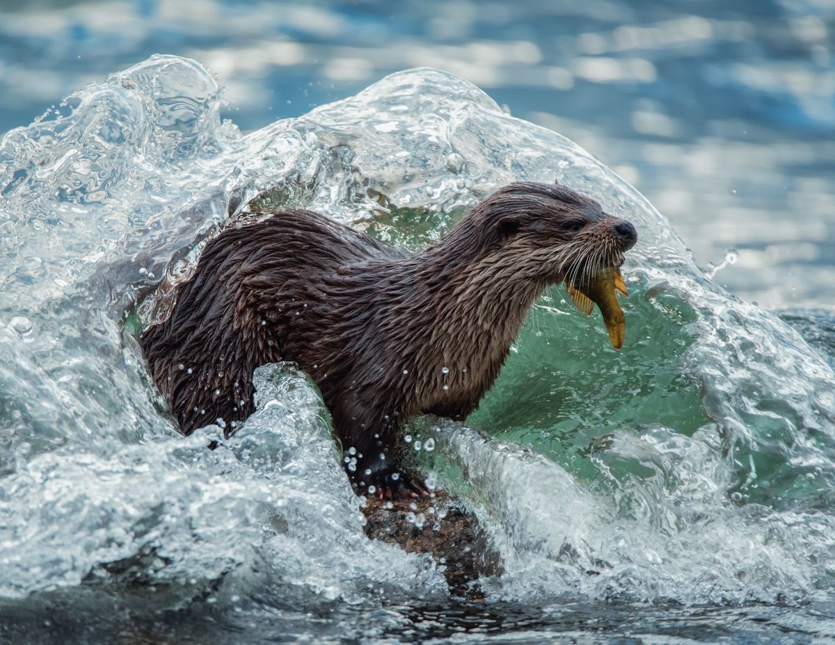 AmmonitePress's tweet image. This image was highly commended in the #CoastandMarine Category in 2018 @BWPAwards &amp;amp; was included in the #BritishWildlifePhotographyAwards Book 9. Taken by @KwtImages at #LochLinnhe, #Highlands it shows an #Otter with a fresh catch emerging from the sea. #NationalMarineWeek