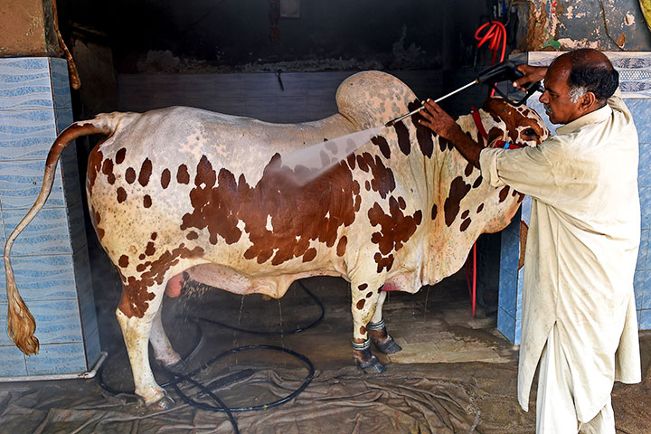 newvisionwire's tweet photo. At the cow wash: Pakistanis scrub Eid animals at car cleaners

The creatures are often dirty, dusty and speckled with dung after being transported then packed together at the market.

Details: https://t.co/kBNxjnJ0VC | #VisionUpdates https://t.co/Q1LKgKm7Ae
