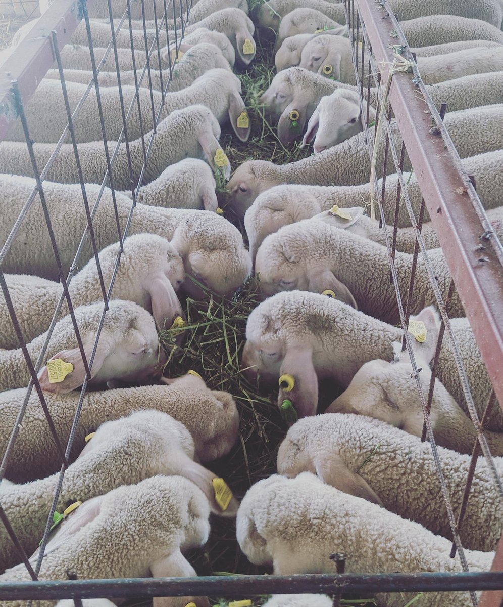 Dogsentarim's tweet photo. Kuzularımızın yonca keyfi☘️☘️☘️☘️☘️☘️ 

☎️ 0554 138 65 88

#merinolandschaf 
#sheep 
#merinos
#ildefrance 
#damızlıkkoyun 
#damızlıkkoç 
#kangal 
#dorper
#suffolk 
#texel 
#koyun 
#damızlıkmerinolandschaf 
#berrichonducher
#charrollais 
#lacaune https://t.co/np5smbFpYZ