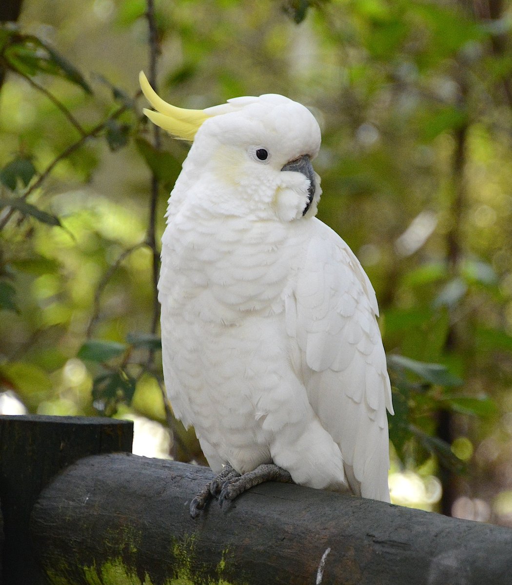  #Fluffenchops2020 ROUND 3 (4/4)Right: Yellow-tailed Black-cockatoo (Calyptorhynchus funereus):  @ParrotOfTheDayVSLeft: Sulphur-crested Cockatoo (Cacatua galerita):  @ParrotOfTheDayWho has the best  #Fluffenchops? Vote in the poll below! #Birds  #Ornithology  #TeamBird