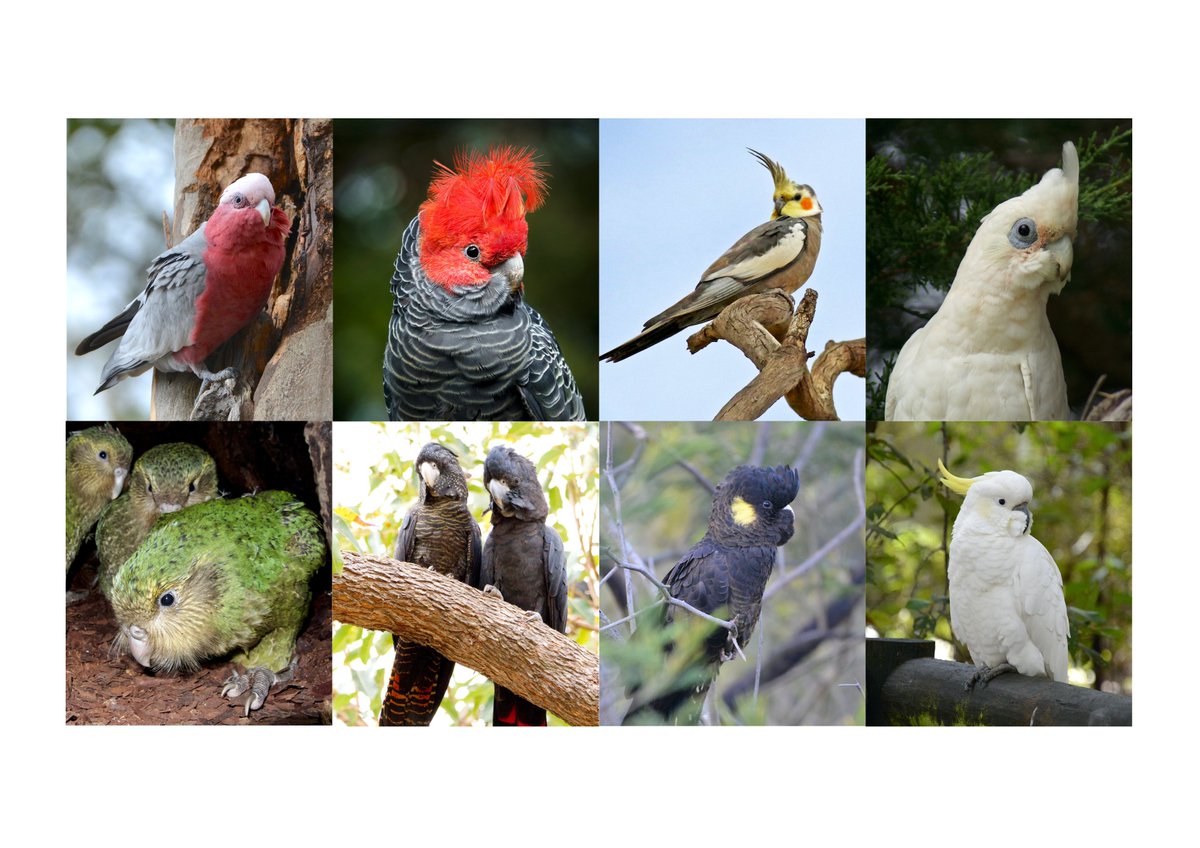 Congrats to the winners of  #Fluffenchops2020 Round 2!GalahGang-gang CockatooCockatielLittle CorellaKākāpōRed-tailed Black-cockatooYellow-tailed Black-cockatooSulphur-crested CockatooVoting for Round 3 will begin shortly! #TeamBird  #Ornithology
