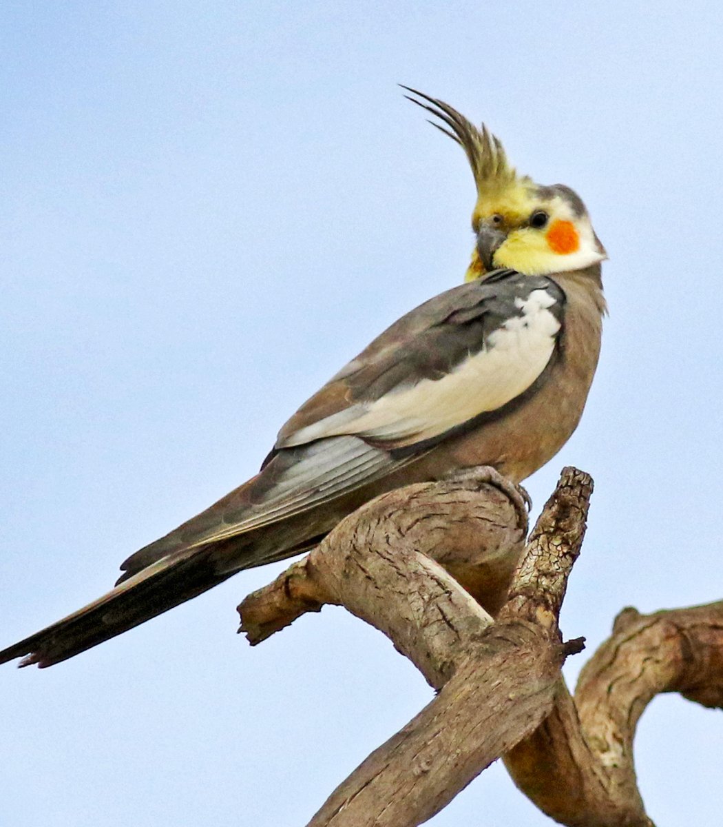  #Fluffenchops2020 ROUND 3 (2/4)Left: Cockatiel (Nymphicus hollandicus):  @SandyHorne61VSRight: Little Corella (Cacatua sanguinea):  @RobinSSciWho has the best  #Fluffenchops? Vote in the poll below! #Birds  #Ornithology  #TeamBird