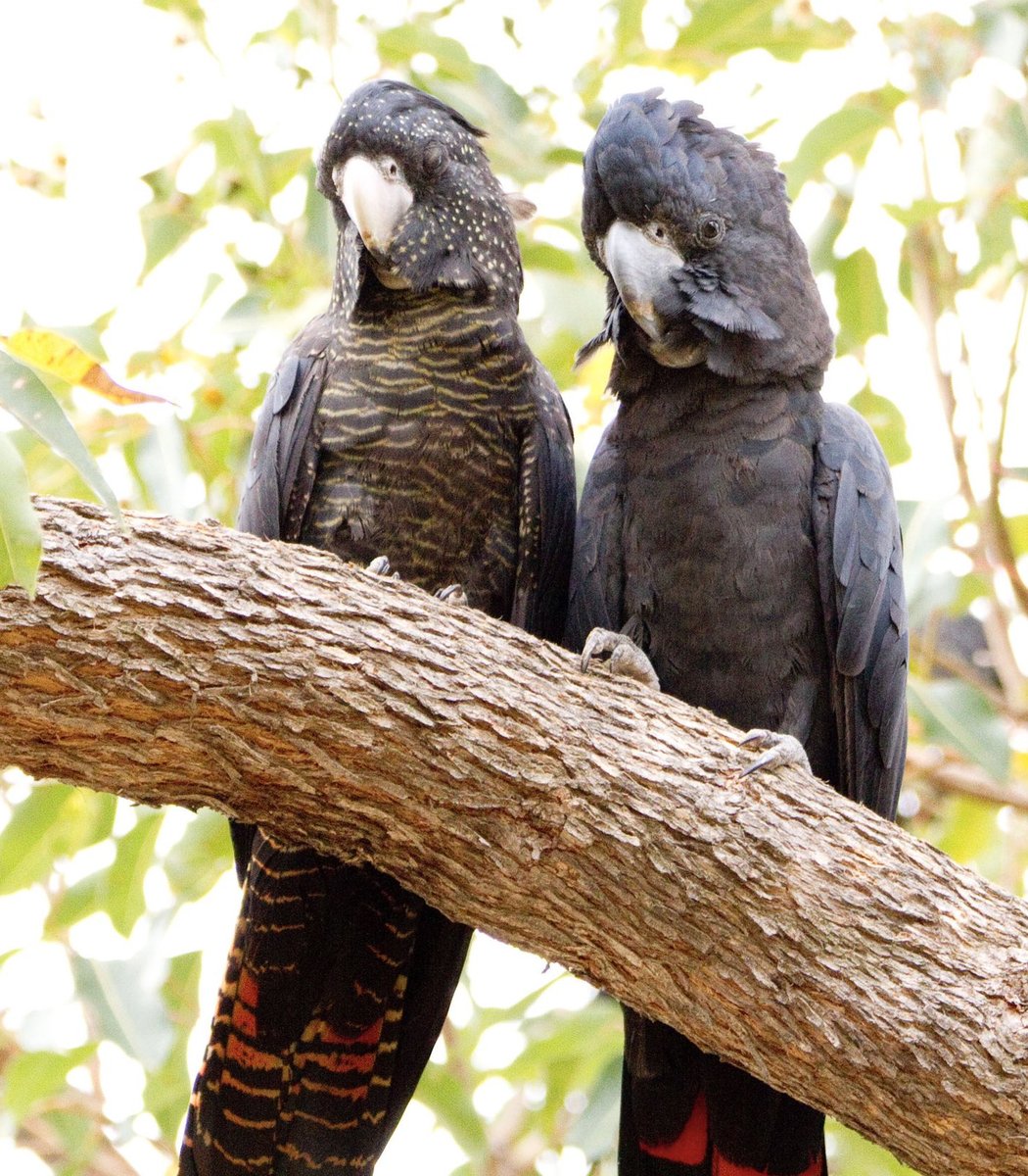  #Fluffenchops2020 ROUND 3 (3/4)Left: Kākāpō (Strigops habroptilus):  @takapodigsVSRight: Red-tailed Black-cockatoo (Calyptorhynchus banksii):  @michloiseWho has the best  #Fluffenchops? Vote in the poll below! #Birds  #Ornithology  #TeamBird