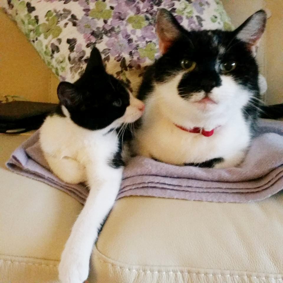 AlvinASBO's tweet photo. Sad reflection today 💔
On this day 2 years ago at approx 12.30pm, my beautiful sisfur Polo was PTS 😿
One of the saddest days ever for Mum #RIPPolo 🌈❤️😢 https://t.co/ebI0ipxhnL