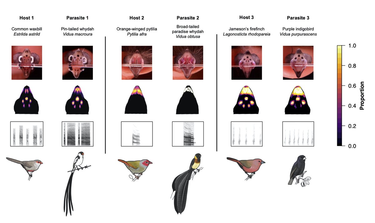 Gabriel Jamie (@gabriel_a_jamie) on Twitter photo Our paper on mimicry in Africa's brood-parasitic finches is now out in Evolution! You can read the full open access article here: onlinelibrary.wiley.com/doi/full/10.11…
<a href="/journal_evo/">Evolution Journal</a> @SVBelleghem <a href="/Fitztitute/">FitzPatrick Ins</a> <a href="/CamZoology/">Dept of Zoology</a> <a href="/Camb_BEgroup/">Cambridge BE group</a> <a href="/honeyguide/">Claire Spottiswoode</a> 1/6 Our paper on mimicry in Africa's brood-parasitic finches is now out in Evolution! You can read the full open access article here: onlinelibrary.wiley.com/doi/full/10.11…
<a href="/journal_evo/">Evolution Journal</a> @SVBelleghem <a href="/Fitztitute/">FitzPatrick Ins</a> <a href="/CamZoology/">Dept of Zoology</a> <a href="/Camb_BEgroup/">Cambridge BE group</a> <a href="/honeyguide/">Claire Spottiswoode</a> 1/6