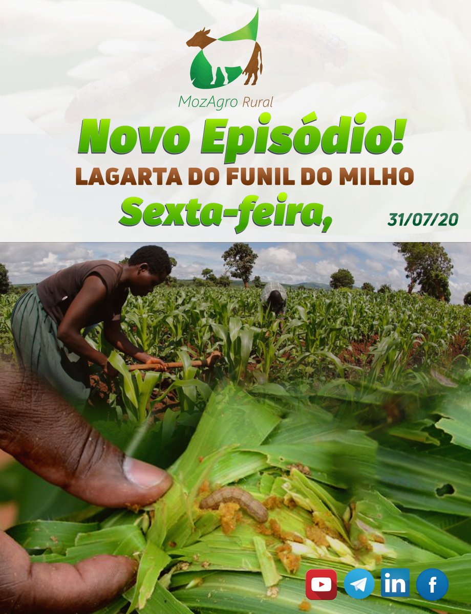 MutianaI's tweet photo. O conhecimento sobre as #boaspraticasagrícolas é um investimento imprescindível para o desenvolvimento agrário em #Moçambique. Veja na #MozAgro Rural #Developmenteliveshere #agriculture #Forming
https://t.co/92lD6gQHwB https://t.co/b4ztFzA37L