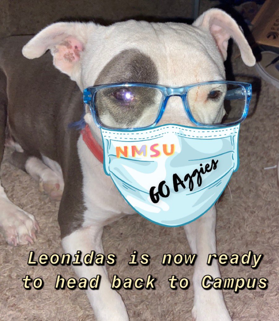 sasvhaj's tweet photo. Leonidas decided he was ready to hit the books! He is NMSU Ready with his Mask and glasses on...he means business! Letโs all stay safe on Campus!!! Wear your mask!! #NMSUReady #NMSUPets @NMSUPrez https://t.co/1GiCrO0jvJ