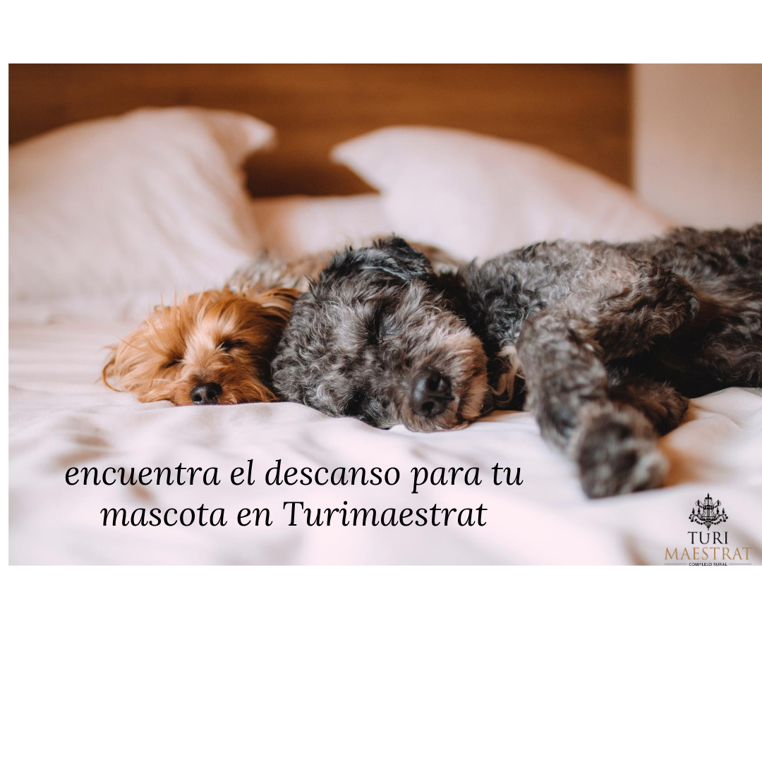 Turimaestrat's tweet photo. bienvenidas mascotas!!!  https://t.co/3SahhGtYpP #petfriendly #casarural #santmateu #viajarconmascotas #unomasenlafamilia https://t.co/X6VsL322yI