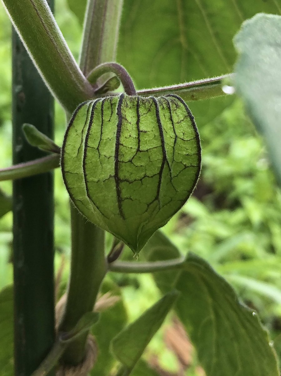 Fusako Miyazawa 食用ほおずきの実がつきました お しっかりほおずきの形しているよ 楽しみ 苗をくださったa Yaさん Aya にご指導いただきながら 育てていきます 見ていたら食べたくなってきました A Yaさんの作った