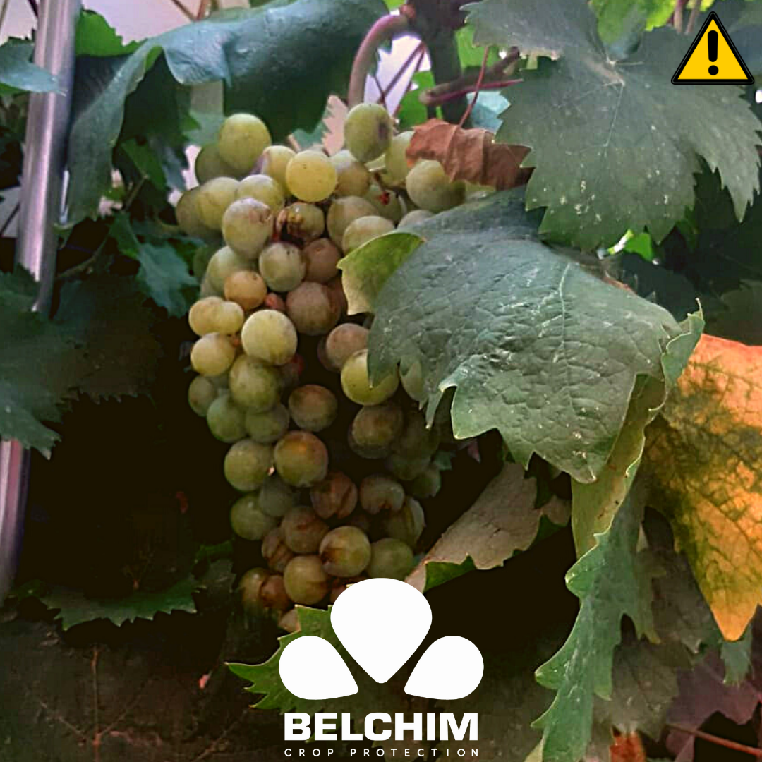 BelchimEspana's tweet photo. A pesar de los calores de los últimos días, los ataques de #Botrytis 🍇 han aparecido en diversas zonas vitivinícolas de #España. #Kenja es el nuevo #Fungicida de #Belchim, #DelLabALCampo https://t.co/1Kdfqfx9U9