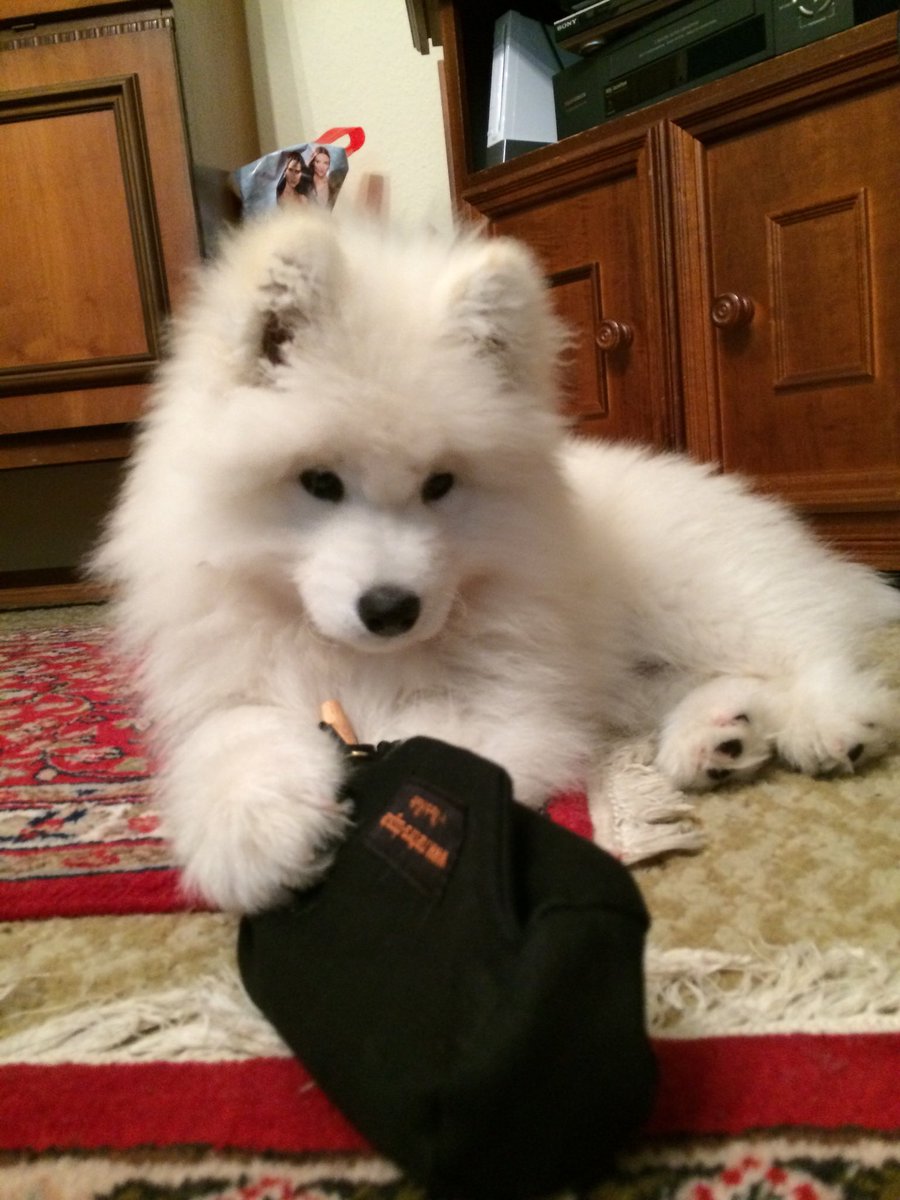 ReinhardH12's tweet photo. Mal wieder etwas zu meinem Hund „Yuki“:
Samojeden sind nicht nur wahnsinnig süß in ihrer Kindheit,sie sind auch,wenn sie erwachsen sind,wunderschöne und wunderbare Hunde,die sehr stur sein können,aber absolut friedlich und lieb sind.
Lustig sind sie zudem auch 😊
#welovesammys https://t.co/QbwfKOiyrw