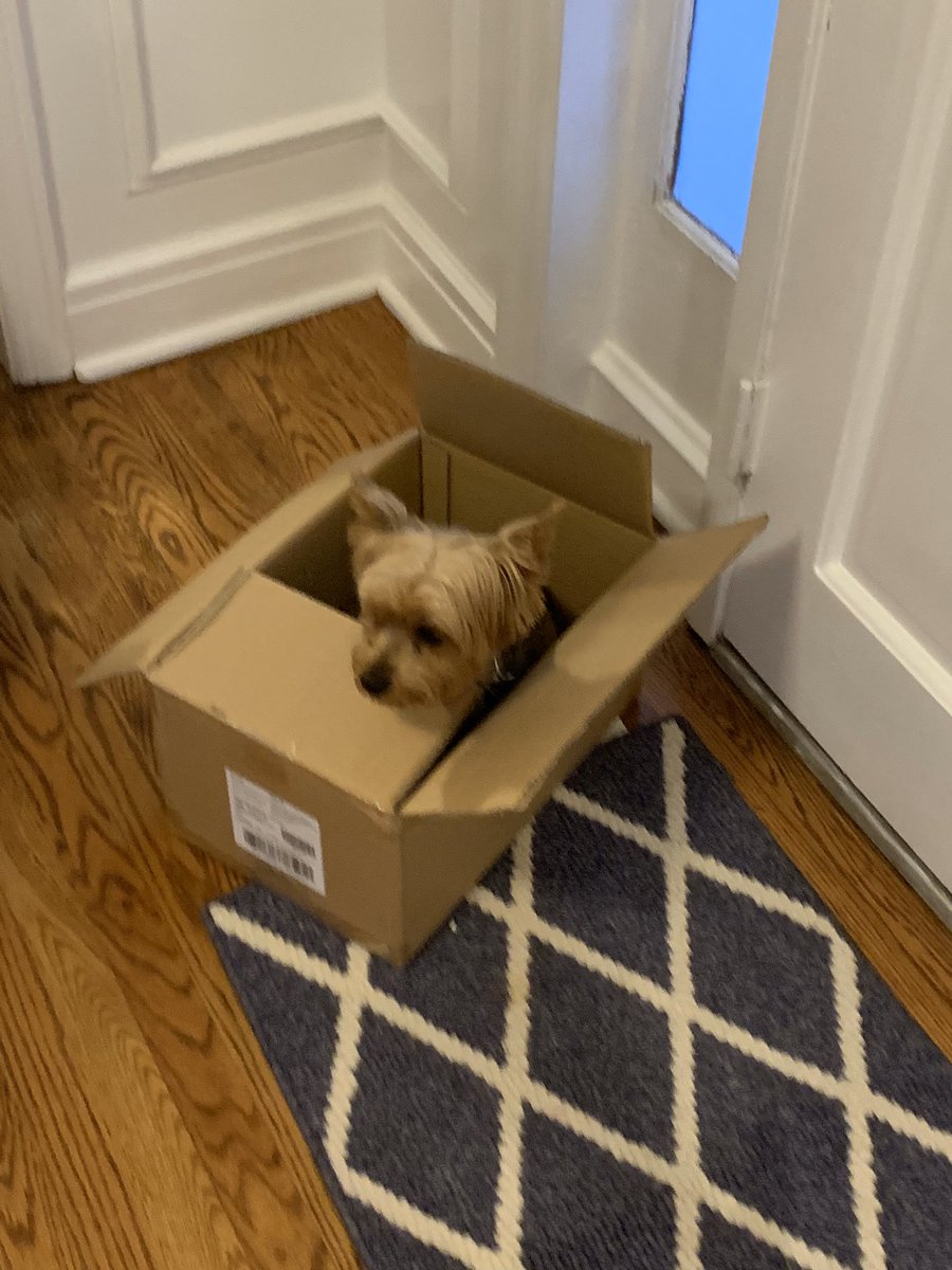 flygon36's tweet photo. @KhaleesiBB dog in da box for today https://t.co/lQX4OillhB