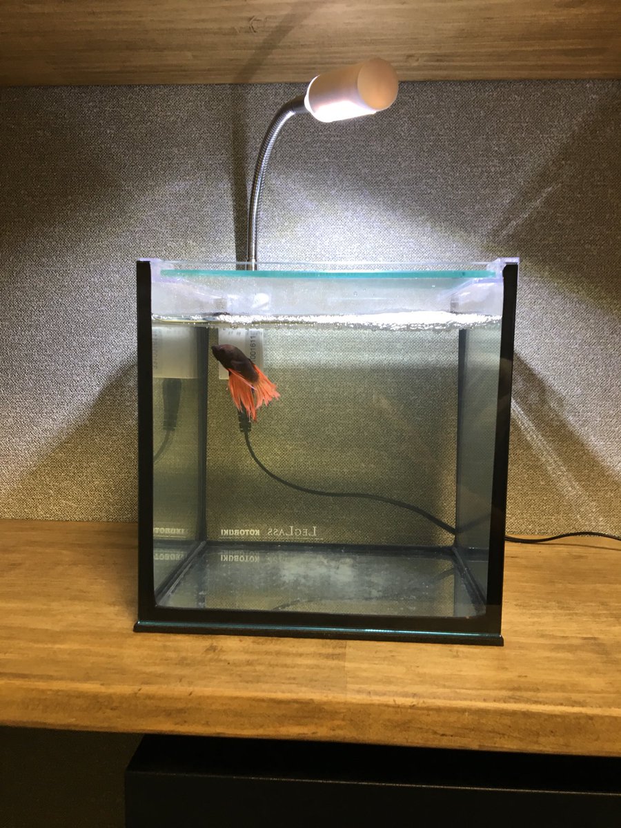 mo_Apistogramma's tweet photo. 水槽、水草入れてみました。
ソイルちょっと入れすぎたかな~

#ベタ
#アクアリウム
#ロタラ https://t.co/VN942h0l83