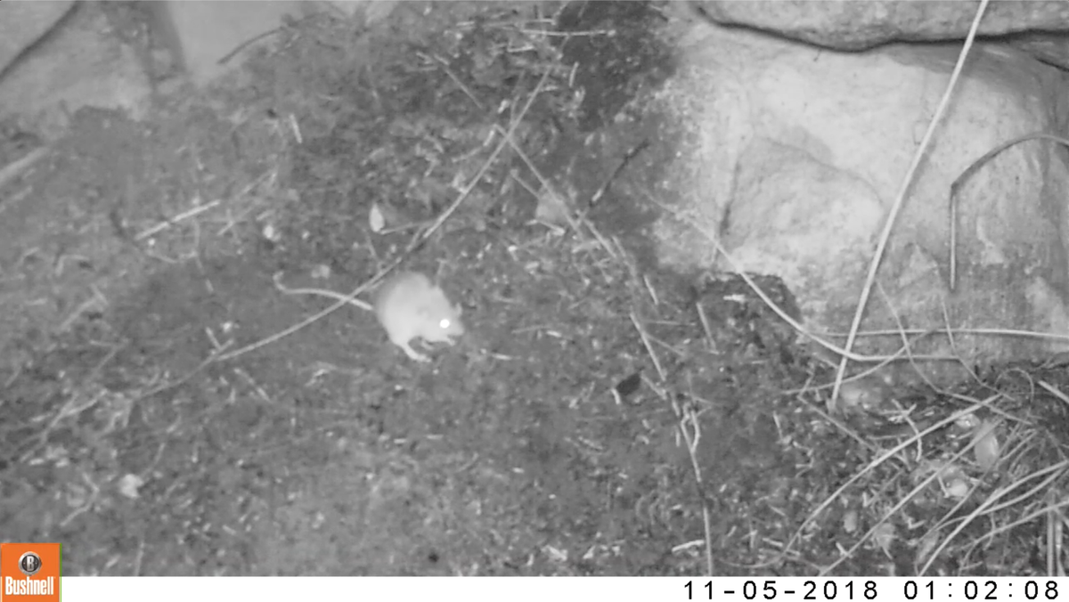 We show that the cedar's large wingless seeds are dispersed by the scatter-hoarding small mammal Acomys subspinosus, burying seeds in safe sites ~2 cm deep. But this mutualism appears disrupted, as only sites with dense cedar stands had effective dispersal.