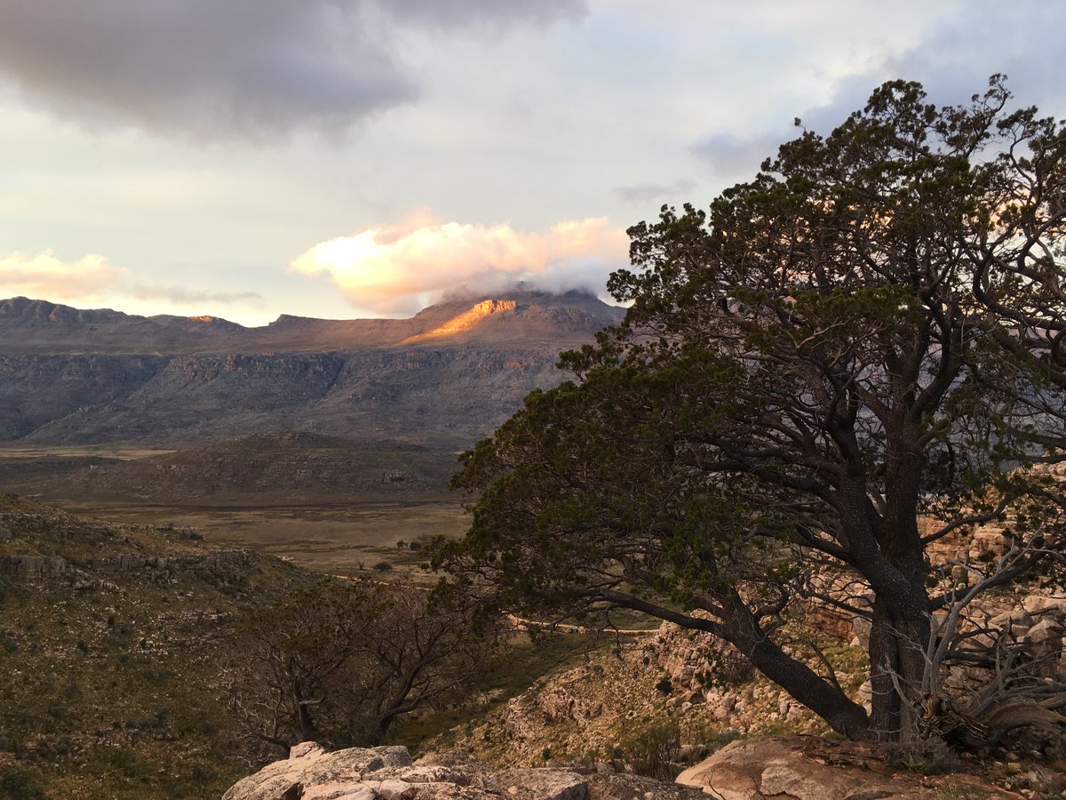 Filling these key demographic knowledge gaps provides important new directions to the cedar's conservation/restoration. Primarily monitoring small mammal populations (conserving) and broadcasting pre-treated seeds in dense patches post-fire (restoring).