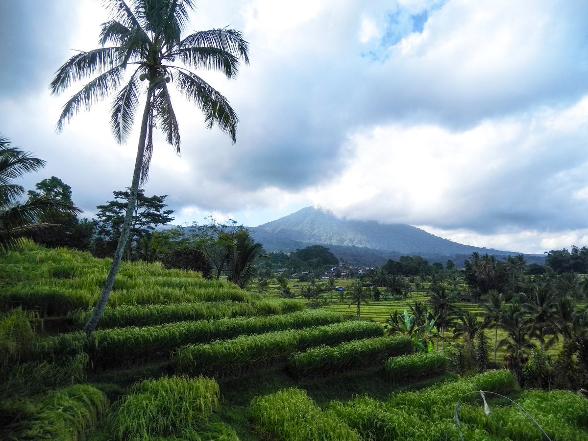 BaliChillhouse's tweet photo. This is the Bali that you need the see! The Bali that still exists. Where there is space between the rice fields! https://t.co/TOFLf6og34