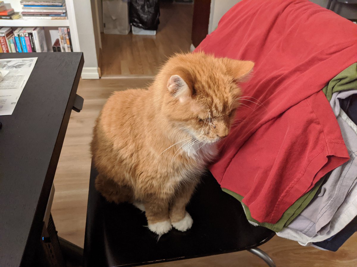 Well, it looks like he's here to reprise his role as my copilot as I work through some last-minute items while sitting at my desk.(Feat. laundry I was just not in the mood to deal with and my plastic IKEA desk chair for its resistance against clawing.)
