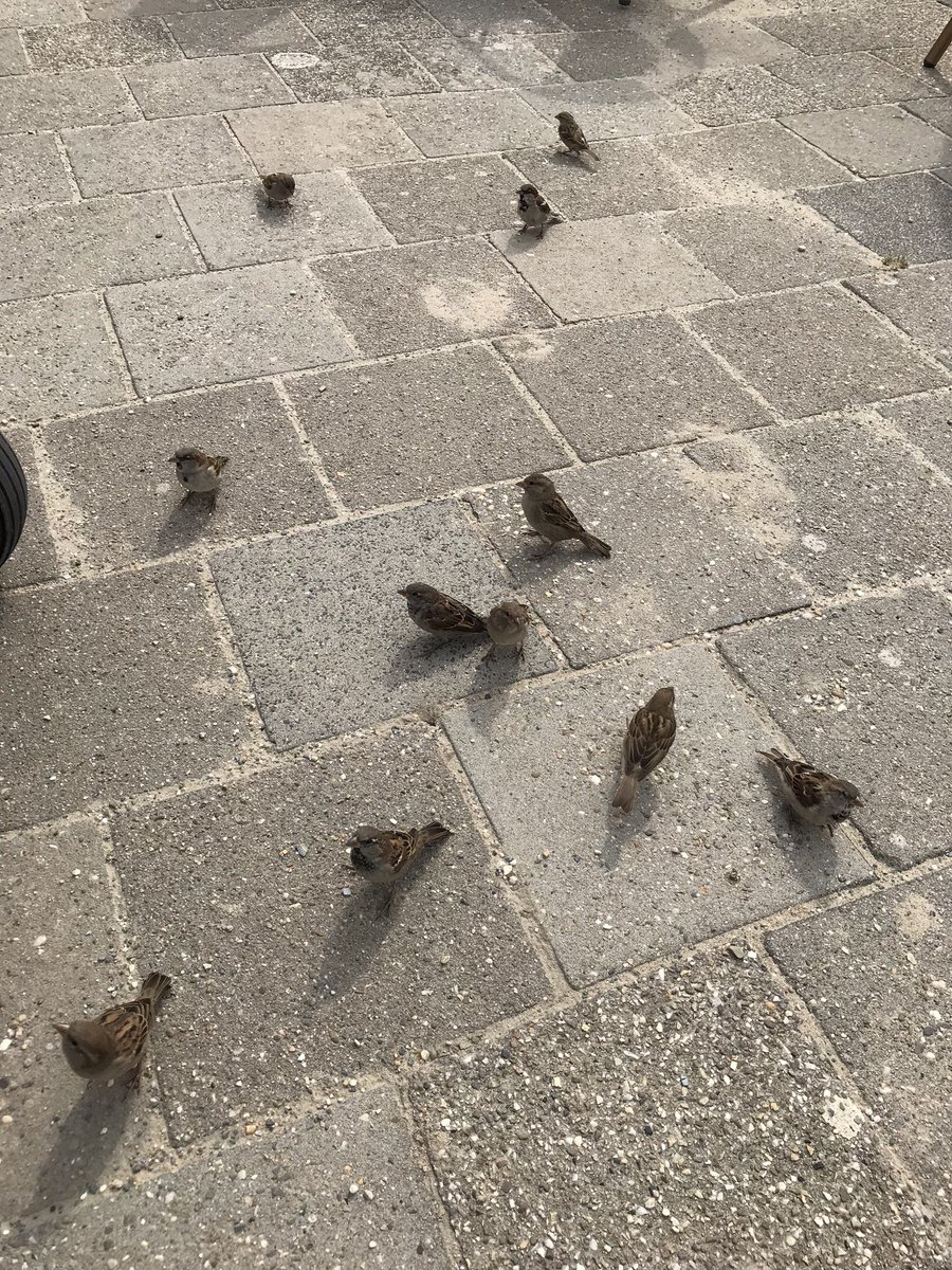 WeatherFan2014's tweet photo. Ook hier word #vandaag heel wat #afgetwitterd over #vanalles en nog #wat .......!! 🐦📷FVN2020 Fijne dag!! 🙂 https://t.co/4bVaG7fixA
