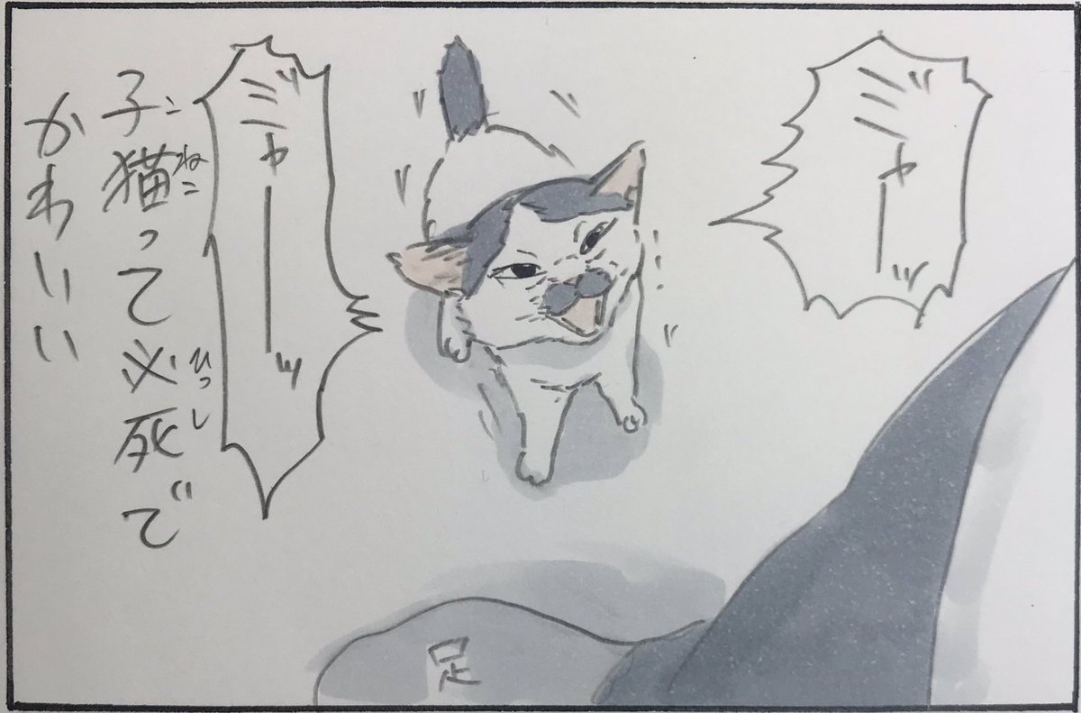 『つまり子猫ってかわいい』 