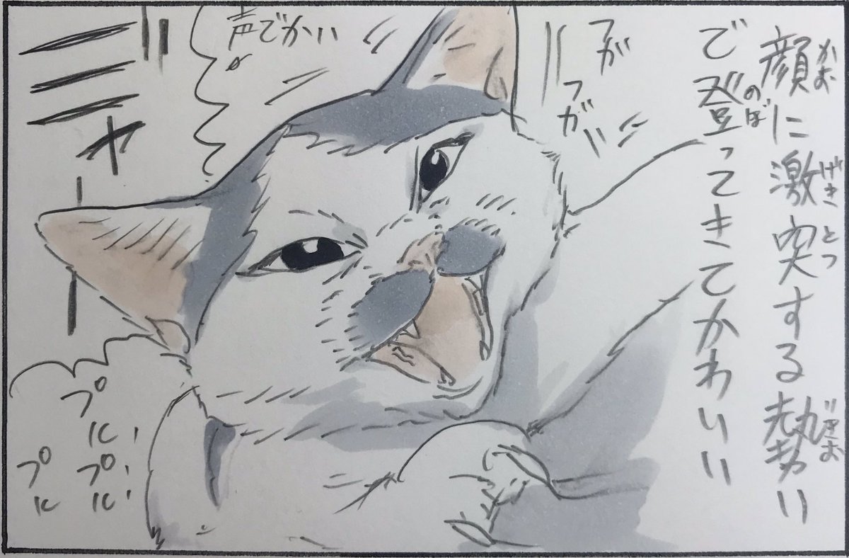 『つまり子猫ってかわいい』 