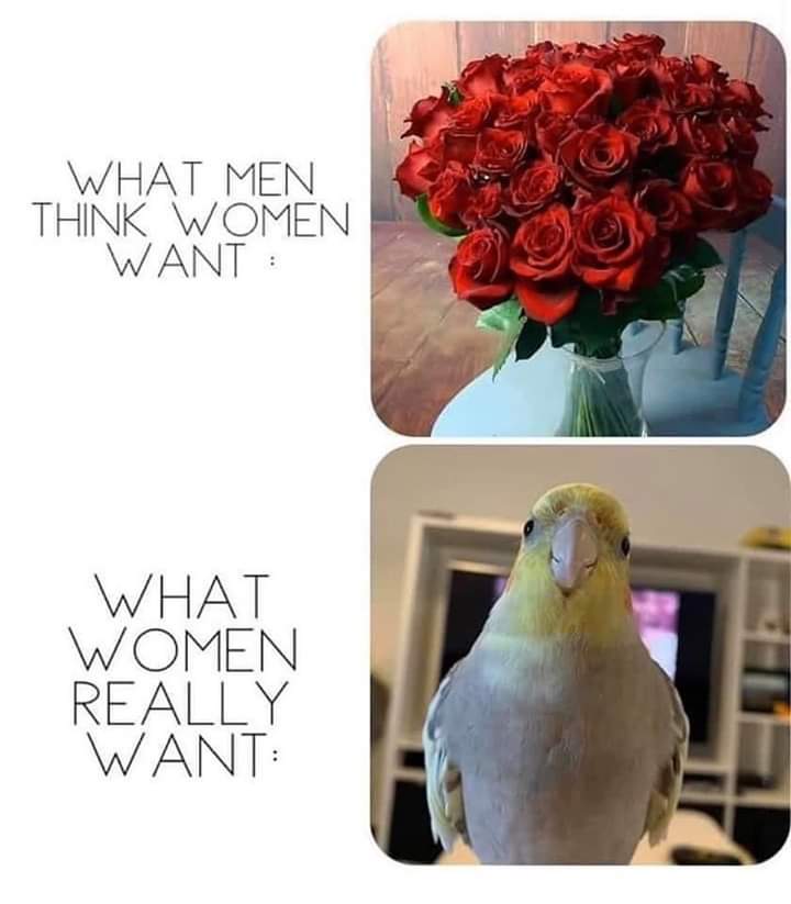 JORDAN & (Phoenix Conure) (@cinnaphoenix) on Twitter photo 