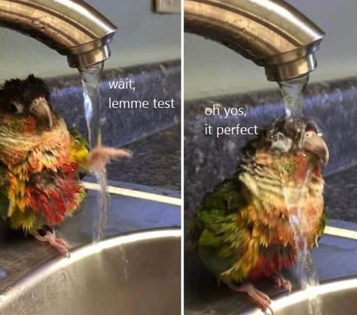 JORDAN & (Phoenix Conure) (@cinnaphoenix) on Twitter photo 