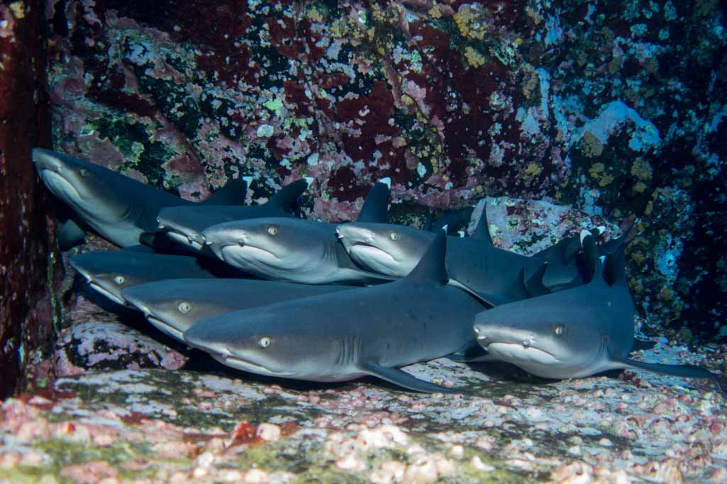 BTS As Sharks Thread