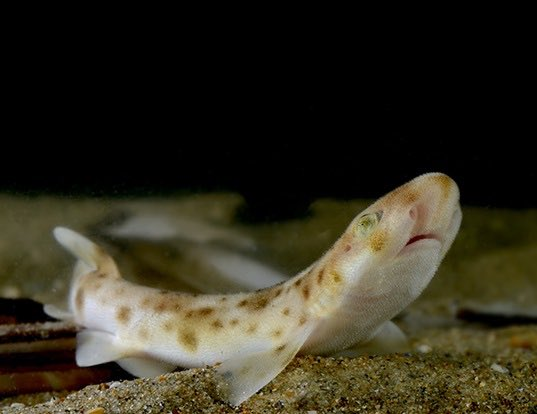2. Yoongi - CatsharkCatsharks are actually a family of various shark species. Catsharks were named for their cat-like features and are especially known for how they lay eggs in little egg clutches called mermaid purses.