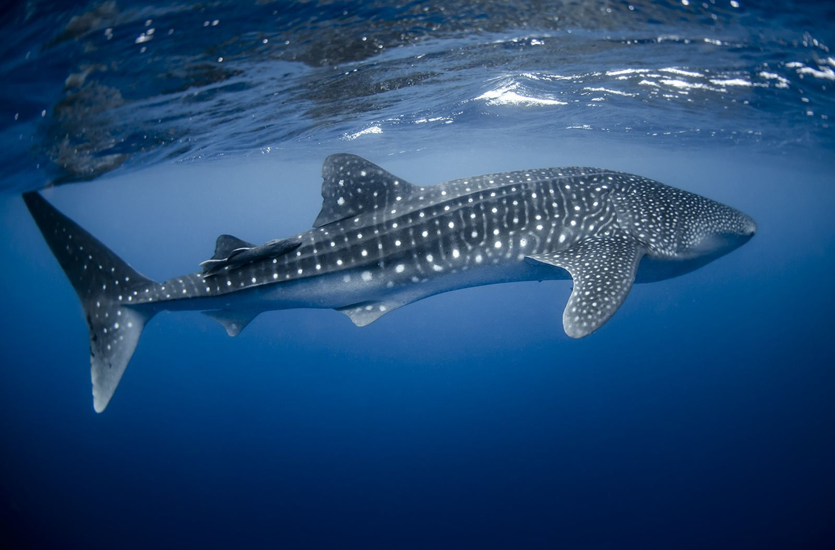 1. Namjoon - Whale SharkWhale sharks are sharks! They're super docile and friendly. Also, they're one of the largest fish in the world and share more similarities with whales than sharks.