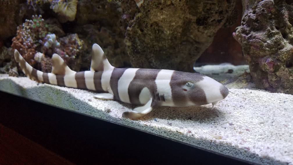 Hoseok - Bamboo SharkThese sharks are known for their docile and friendly nature. They are found near the coasts of Burma. Also they're very cute.