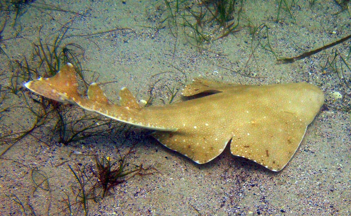 6. Jimin - AngelsharkThese sharks have an interesting shape looking like a cross between a manta ray and a shark. Angelsharks are reportedly friendly but will bite if feeling threatened.