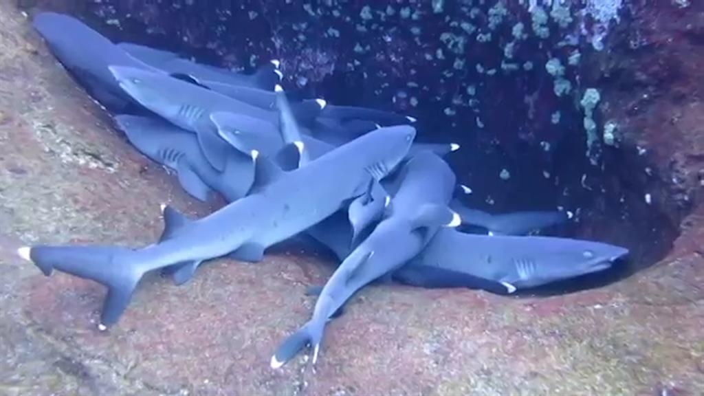 5. Taehyung - Whitetip Reef SharkWhite Tip Reef Sharks are friendly and curious. They don't harm people and they have cuddle piles.